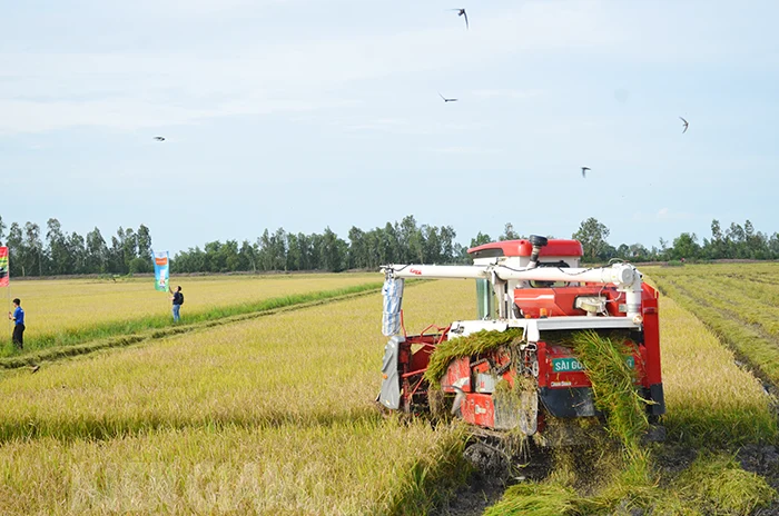 Sơ kết mô hình thí điểm lúa chất lượng cao, phát thải thấp